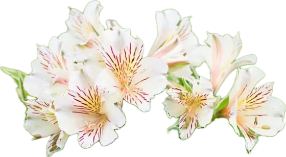 Alstroemerias