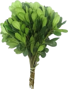 بريّانتينا
