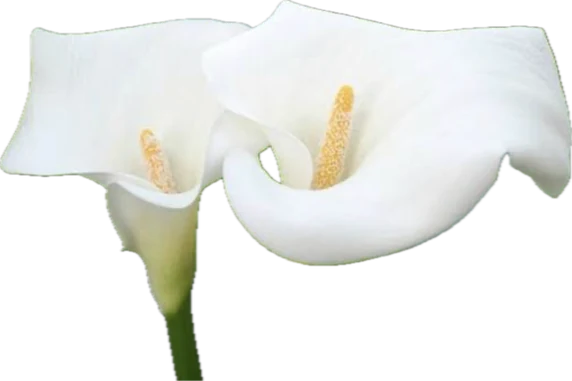 Calla lilies