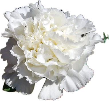 Carnations