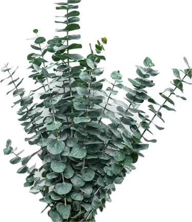 Baby blue eucalyptus bunch