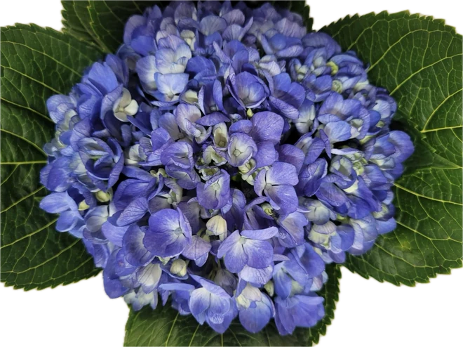 Blue premium hydrangea head with its natural foliage