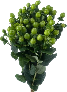 هايبريكوم