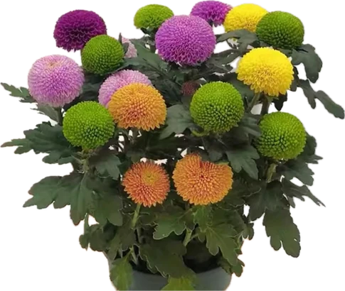 Pom pom chrysanthemums in assorted colours