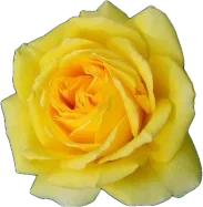 Yellow Colombian rose in bloom