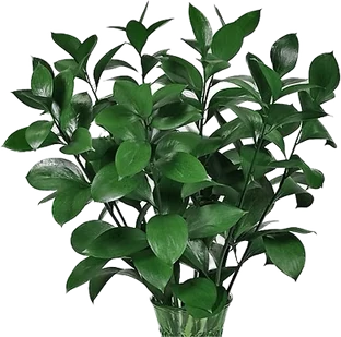 Ruscus, one of our most requested tinted items