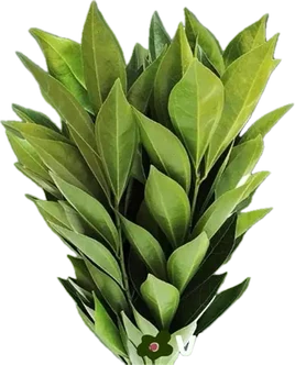 فيبورنوم